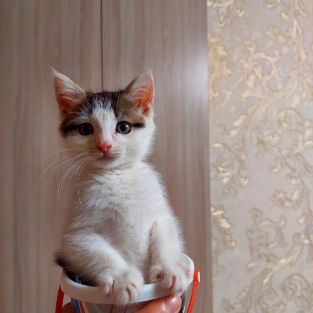 Хорошо что сегодня вторник. Котовторник)