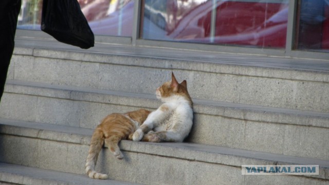 Коты Севастополя