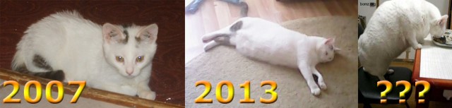 Коты и время