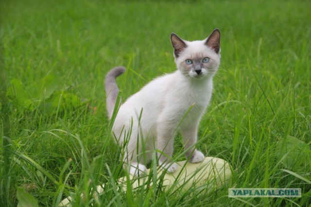 Котовторник 26.11.2013