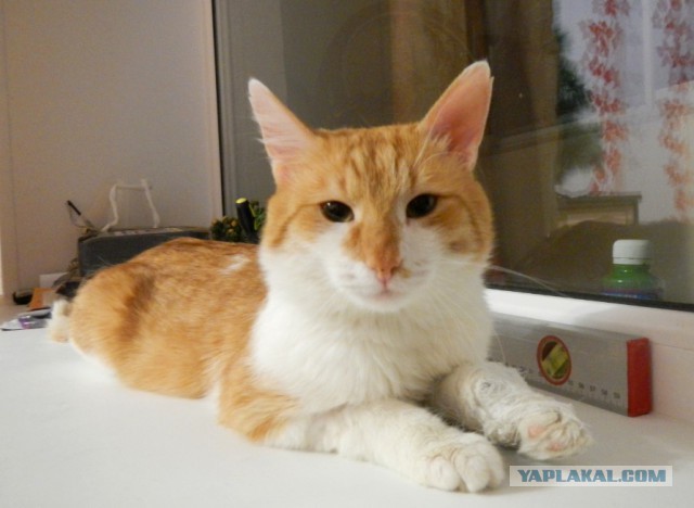 Сегодня, в подъезде моего дома...