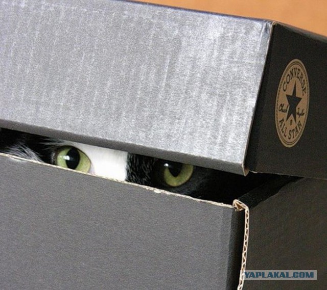 А где прячется ваш кот?