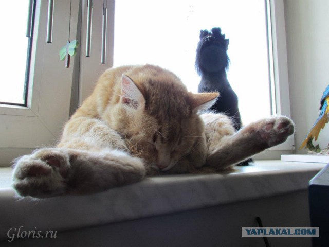 Котовторник 04.03.2014