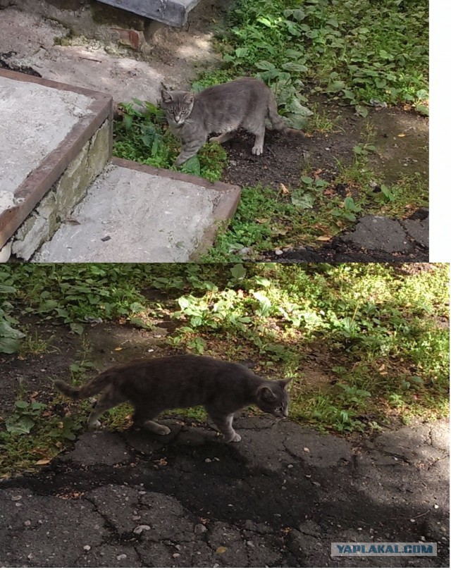 Котовторник 15.07.2014.