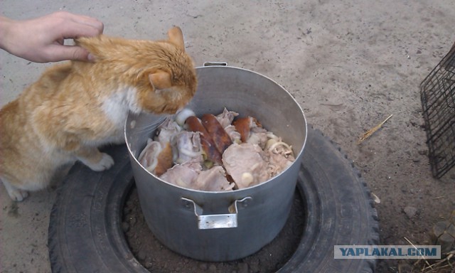 Кот - новый питомец