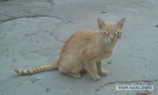 Котовторник 09.09.2014