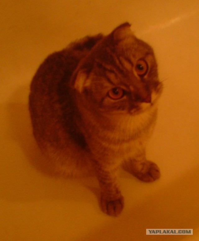 Как я чуть кирпичный завод не открыл.