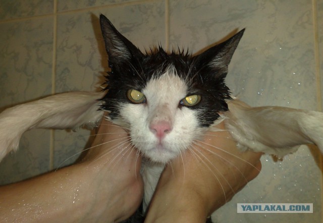 Мой кот