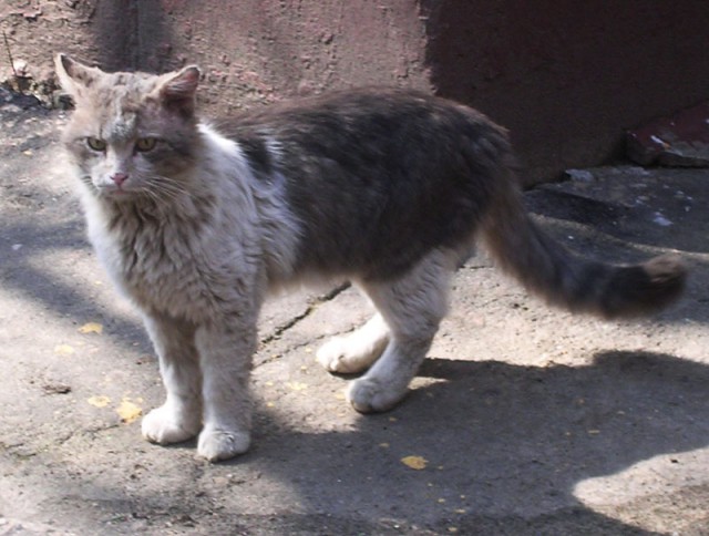 Котовторник на вторник, Котовторник