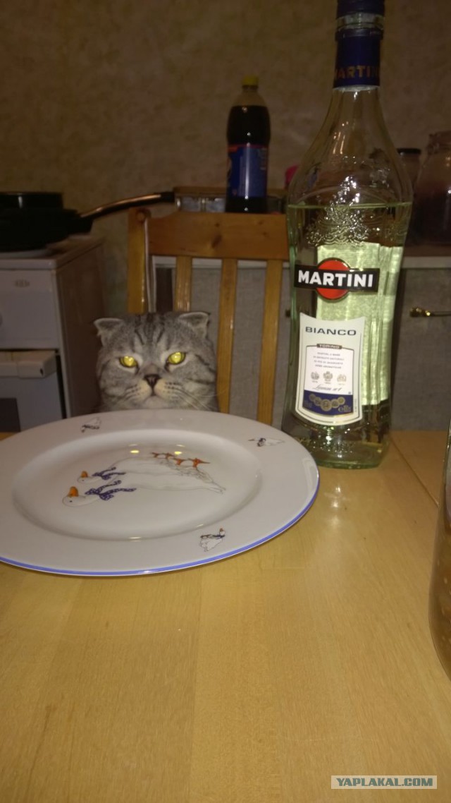 Котовторник 27.01.2015