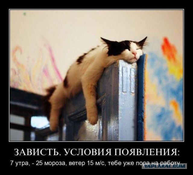 41 веселая картинка