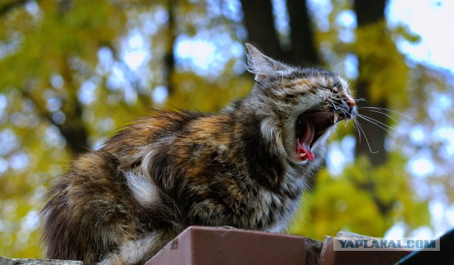 Котовторник 16.06.2015., Котовторник наступил!