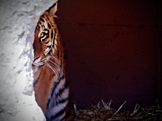 Амба, тигр уссурийский