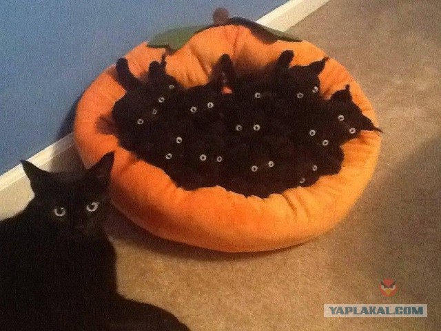 Котовторник 24.11.2015
