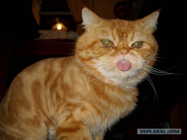 Котовторник