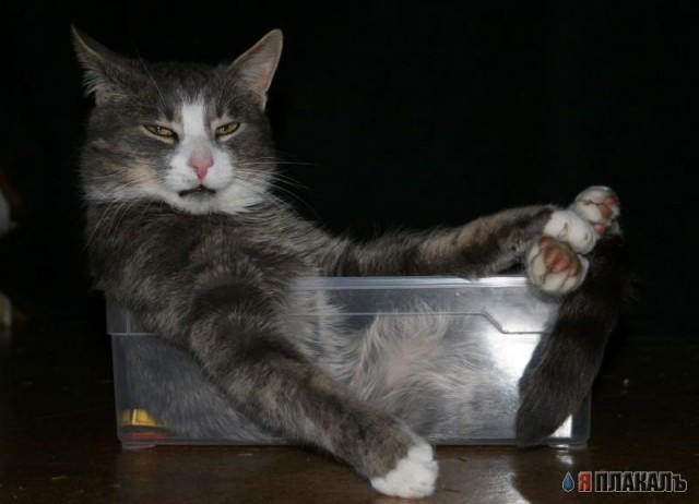Кошки тоже люди!