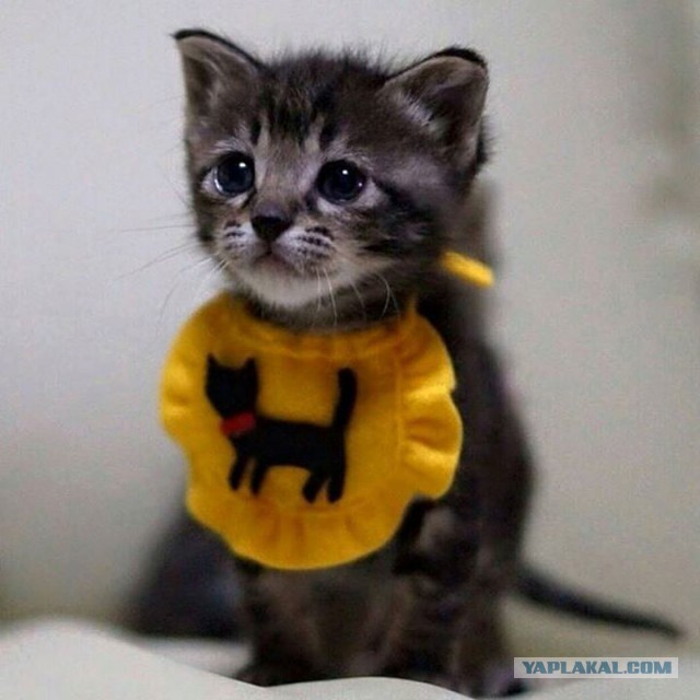 Котовторник