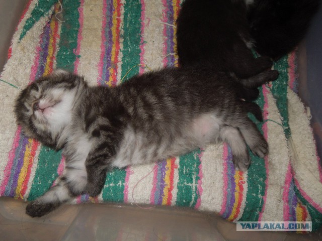 Котовторник 16.02.16