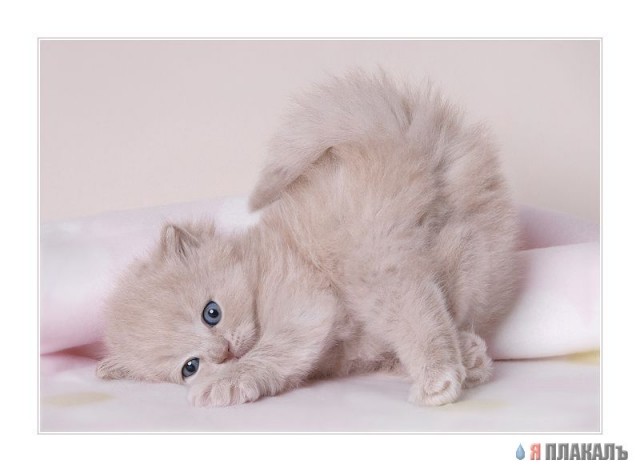 Коты, кошки, котята
