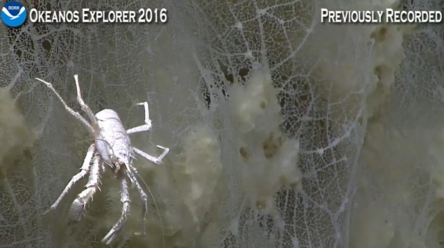 Началась онлайн-трансляция происходящего в самом глубоком месте Земли