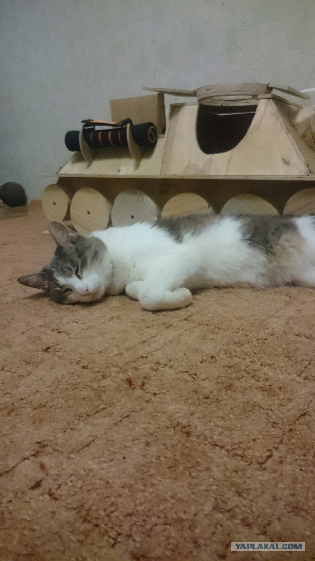 Ваши фотки котов на телефон