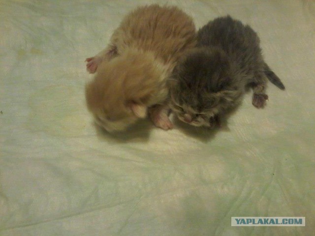 Котовторник 15.11.2016