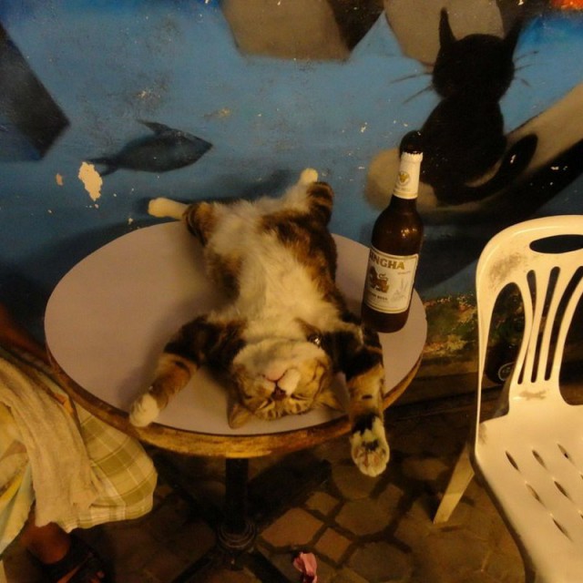 Коты из сети