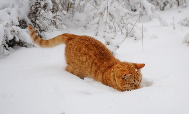 Котовторник  14.02.2017
