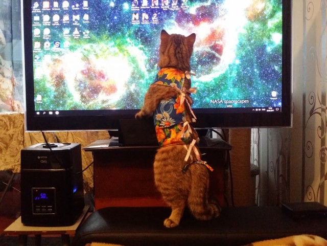 Котовторник 11.07.2017