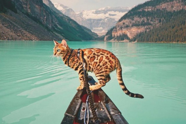 Коты и Кошки