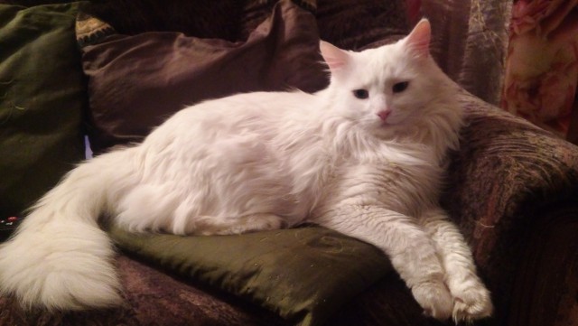 Коты и Кошки