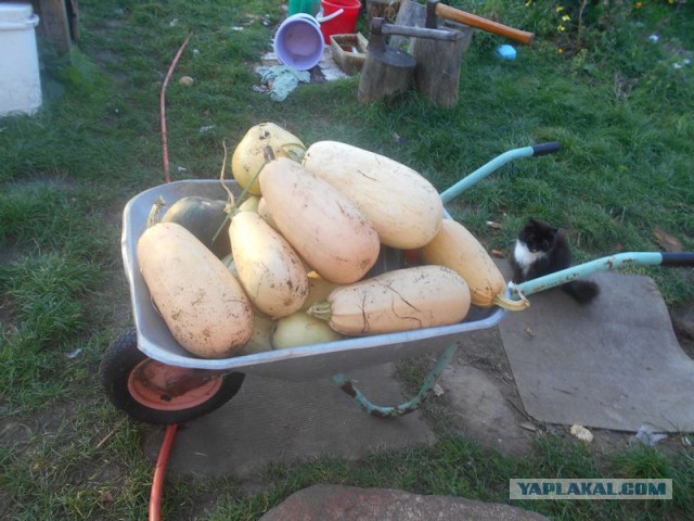 Жизнь домашнего приюта для котеек 185