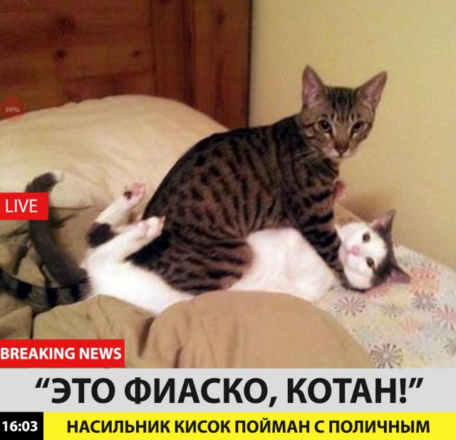 Коты и Кошки