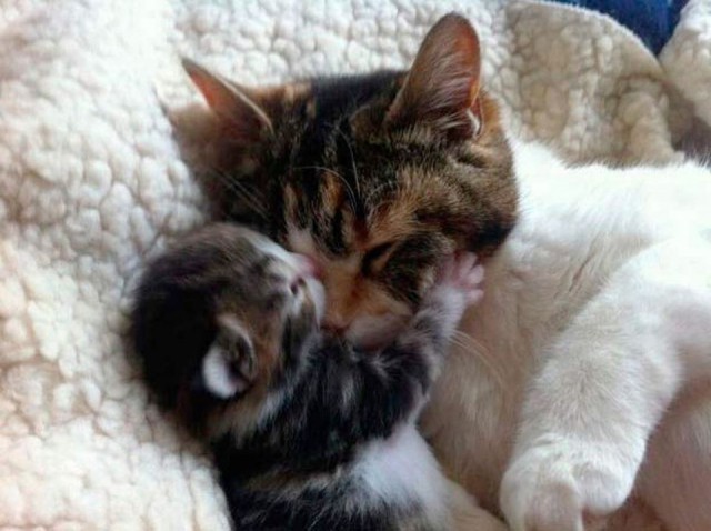 Коты и Кошки