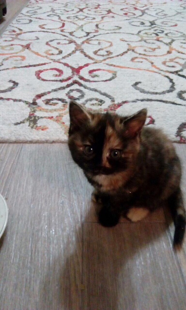 Коты и Кошки