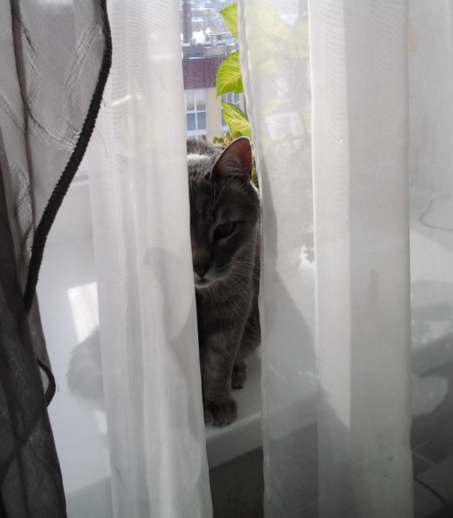 Котовторник 20.02.18