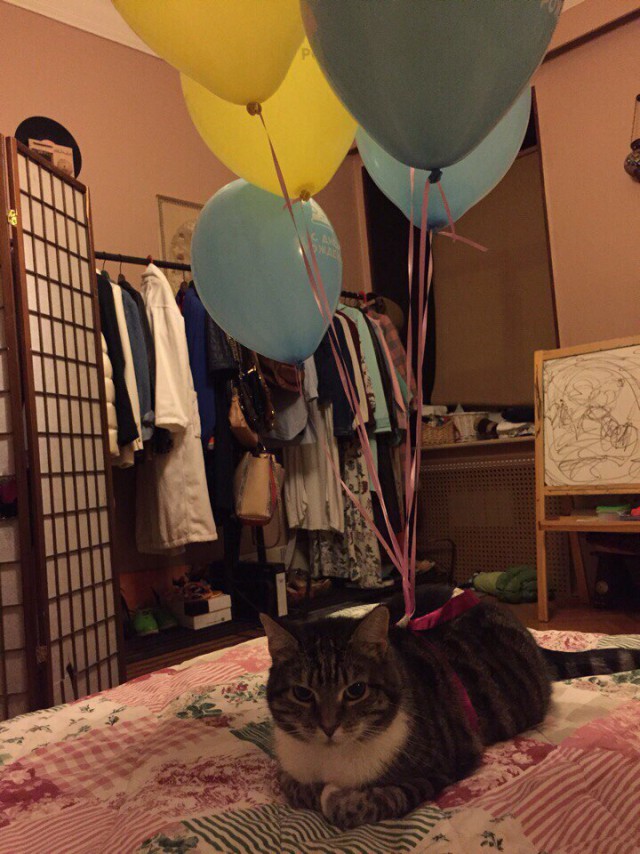 Прикольных котов пост