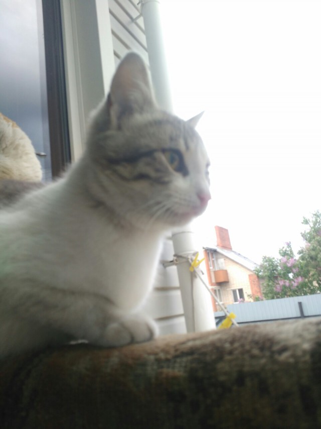 Прикольных котов пост