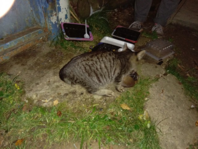 Мой первый Котовторник