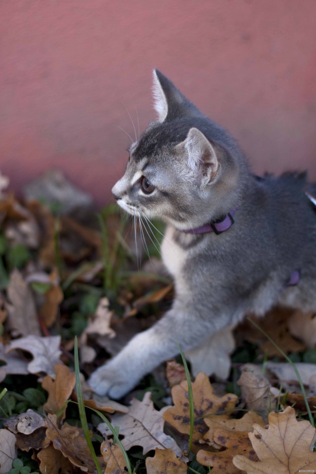 Котовторник так котовторник!