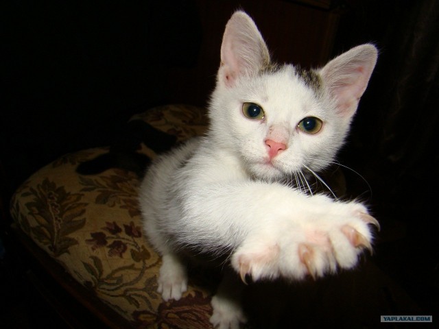 Котовторник 1.11.11