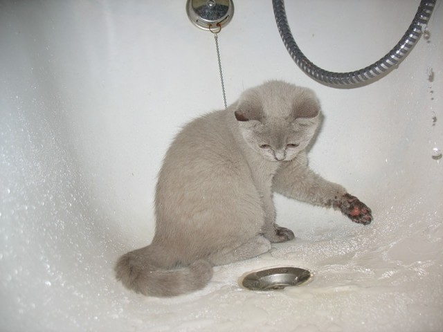 Котовторник 22.11.11