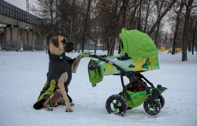 Живность из сети