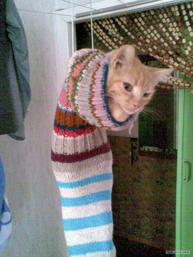 Котовторник! 13.03.2012