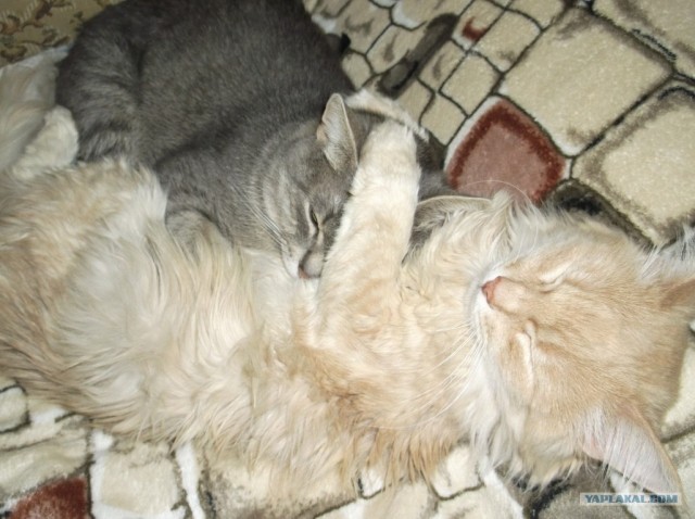 Котовторник 10.04.2012
