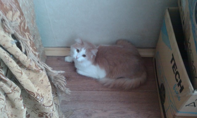 Котовторник 22.05.2012