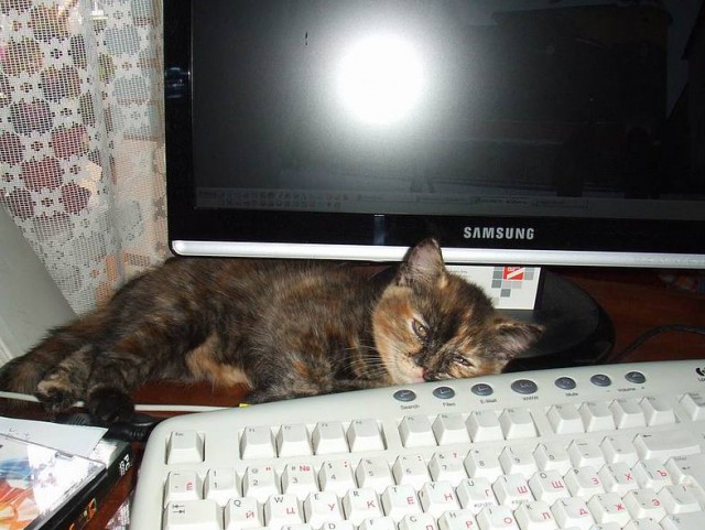 Котовторник   5.06.2012