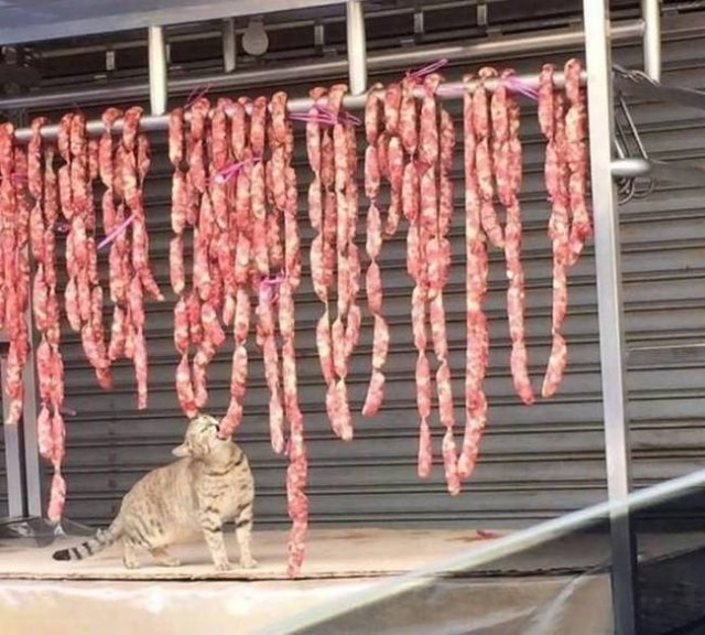 Живность из сети