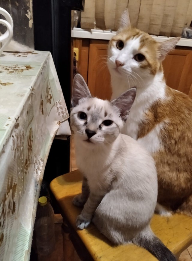 Смешные коты 18.08.20