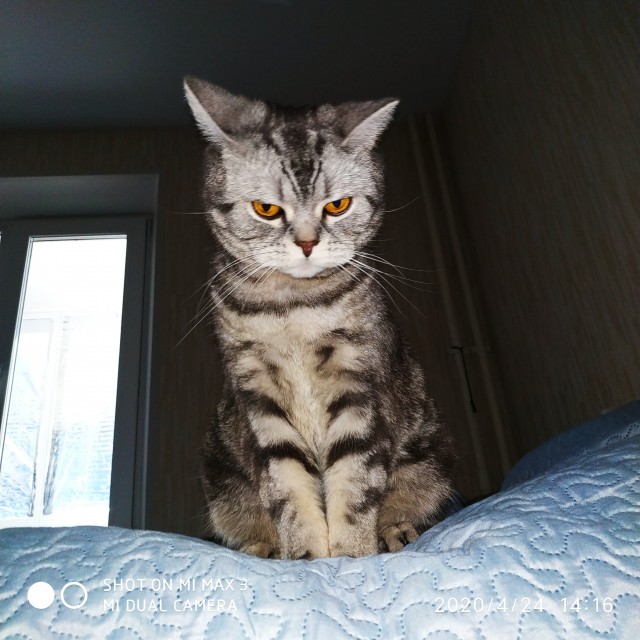 По просьбам в теме ниже. Реальный котовторник!